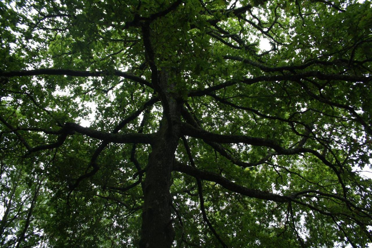Retiro Da Arminda Bauernhof